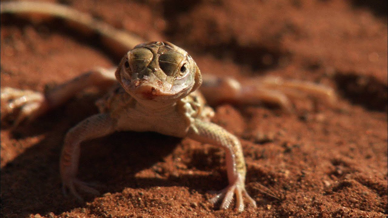 The 7 biggest lizards mistakes you can easily avoid
